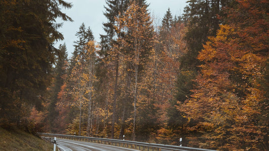 Schöngeising Taxi bestellen zum Flughafen München – Landstraße durch das herbstliche Ampertal